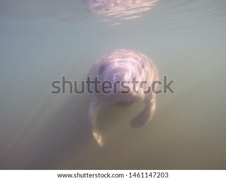 A manatee in southern Florida waters