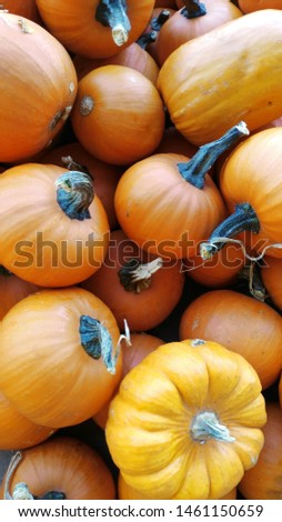 picture of a large pile of pumpkins during fall time, perfectly orange 