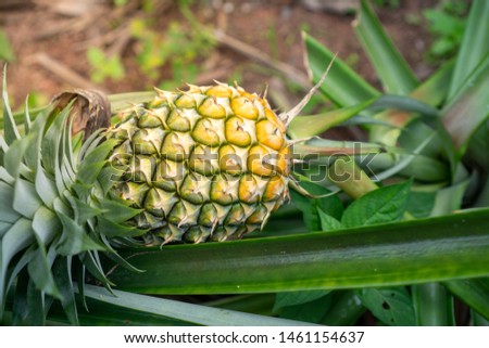 Pineapple at the garden Pineapple tropical fruit growing in a farm
