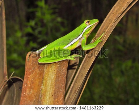Adult Green Tree Frog (Hyla cinerea) stretched on browned palm frond, Florida