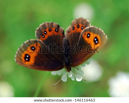 wonderful world of wild butterfly macro
