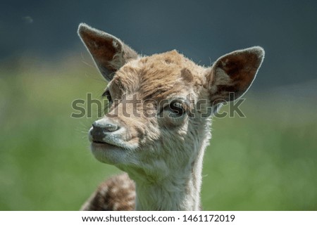 portrait of young deer, cute