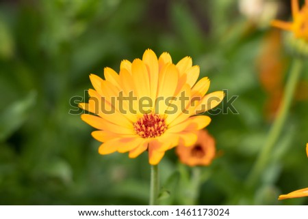 Pot marigold (Calendula Officianalis) flower