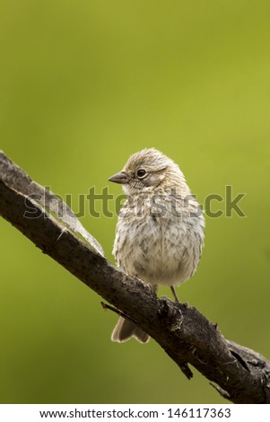 Bird on a branch outside branching with blur natural background. Nature, green and brown colors, male or female animal.