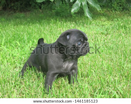 Baby pug in the grass