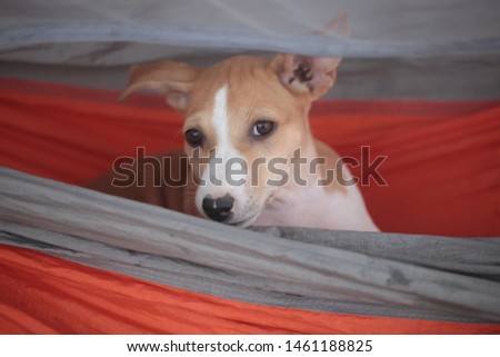 horizontal closeup photography of a small brown and white dog puppy sitting in an orange and grey hammock , outdoors in the Gambia, Africa, with space for text