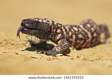 Gila monster (Heloderma suspectum) is a species of venomous lizard native to the southwestern United States and northwestern Mexican state of Sonora. Royalty-Free Stock Photo #1461193310