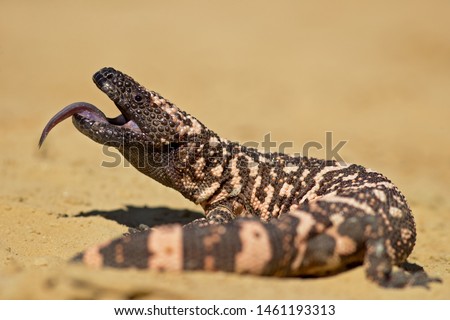 Gila monster (Heloderma suspectum) is a species of venomous lizard native to the southwestern United States and northwestern Mexican state of Sonora. Royalty-Free Stock Photo #1461193313