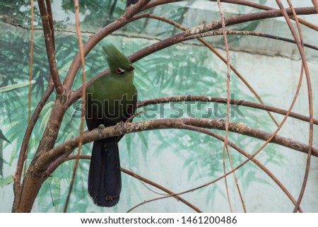 A single turaco on the branch. Beautiful birds of the world. African birds.