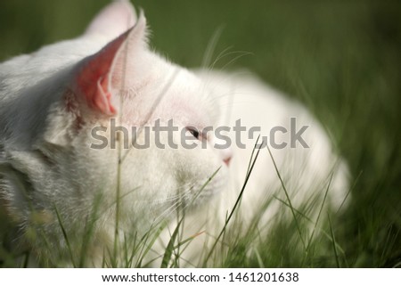 animal portrait: horizontal close up photography of a fat white british cat lying down on a green grass, outdoors in Poland, Europe
