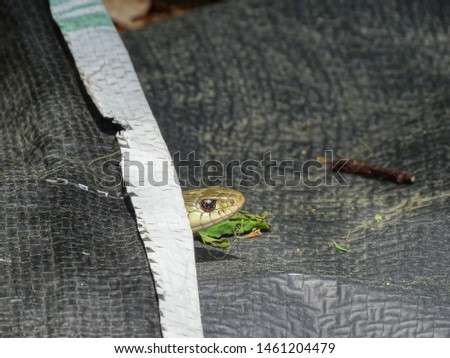 A garter snake photographed in profile peeks out from under a black tarp cautiously to see what's going on around it