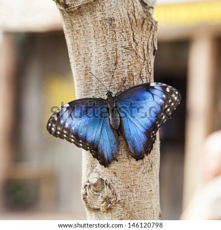 Amazon Morpho Butterfly Royalty-Free Stock Photo #146120798