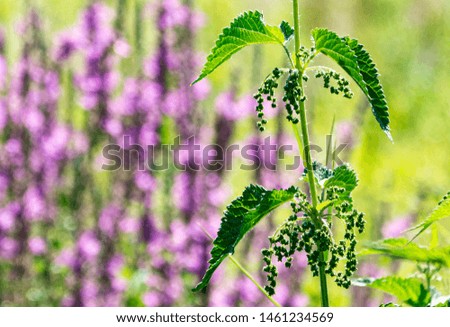 wild and garden plants, flowers, trees	