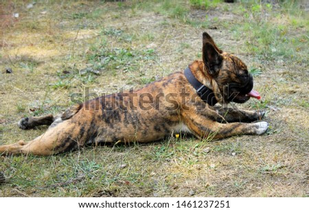 beautiful french bulldog with tiger brindle fur. bulldog lies bulldogs typical in the grass