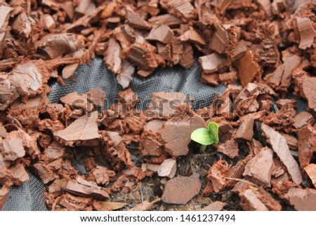 Squash Sprout Emerging from a Black Tarp with Red Rubber Mulch Royalty-Free Stock Photo #1461237494