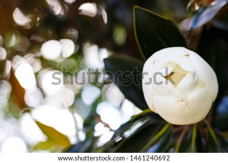 Unopened Magnolia Blossom with Background Bokeh