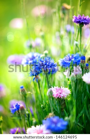 Cornflowers. Wild Blue Flowers Blooming. Closeup Image. Soft Focus