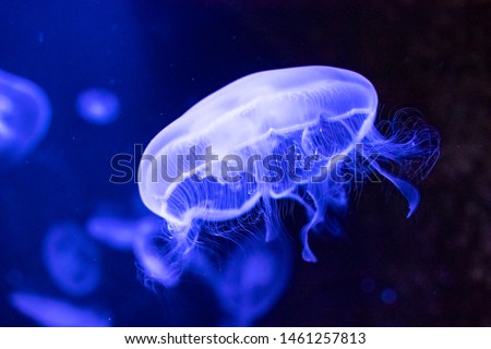 Jellyfishe swimming in the sea. Creating beautiful effect while in motion.  