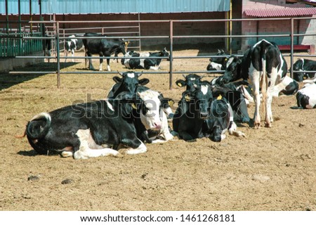 Cattle farm with calf and cow.