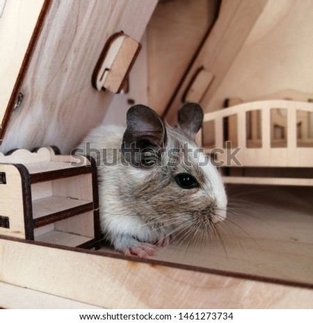 Young squirrel degu in his little wooden house. Favorite cute pet.