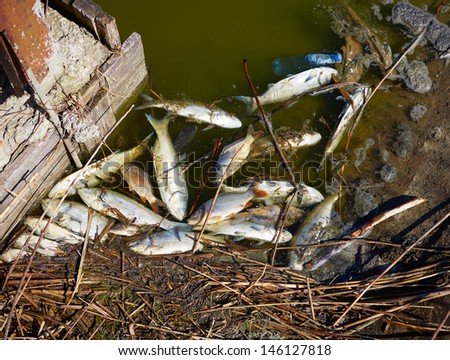 Dead fish in dirty water Royalty-Free Stock Photo #146127818