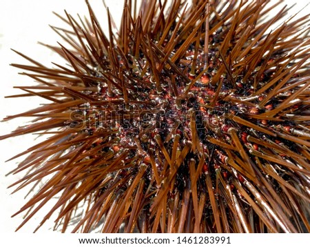 Urchin macro photography, Close up at white back-round