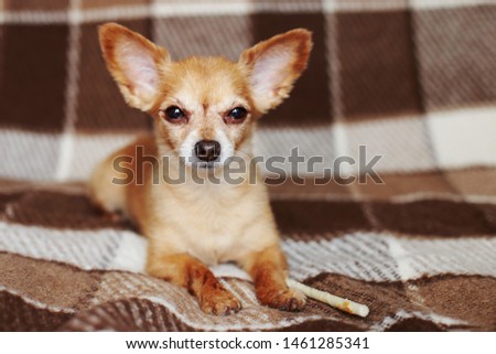 Red-haired short-haired dog Chihuahua lies and sits on a brown rug