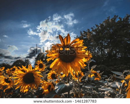 Ripe sunflower on foreground of rural crop field landscape. Harvest summertime. Agricultural backdrop of Helianthus annuus planting in countryside  2019