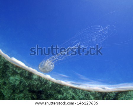 Jellyfish underwater swimming close to the surface with ocean floor reflected and blue sky, Caribbean sea, natural scene