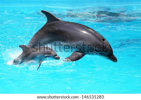 Two dolphins swim in the pool Royalty-Free Stock Photo #146131283