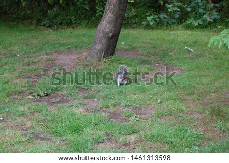 Squirrel in front a tree