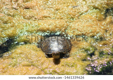 European pond turtle (Emys Orbicularis) in Tablas de Daimiel