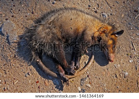 Dead bare-tailed woolly opossum on soil, Rio de Janeiro, Brazil                               