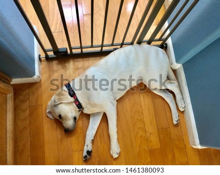Yellow Labrador 6 month puppy sleeping by a gate inside the house. Royalty-Free Stock Photo #1461380093
