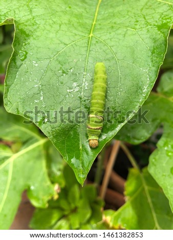 Green Caterpillar on fresh green leaf 