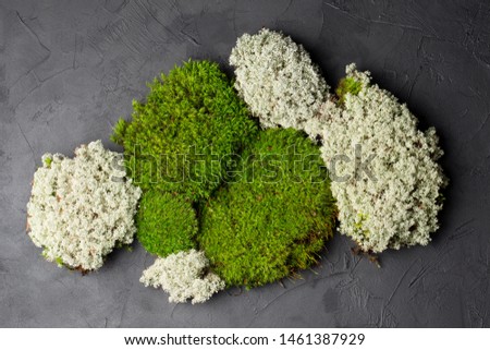Fresh green and grey moss on black background top view