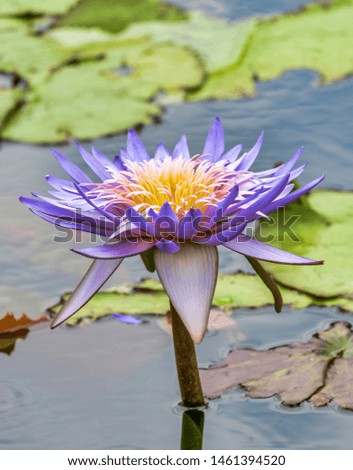 Giant Purple Water Lily in Pond