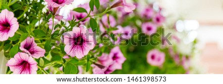 Violet lila Petunia flowers in hanging pots in the shop, summer or spring background, banner