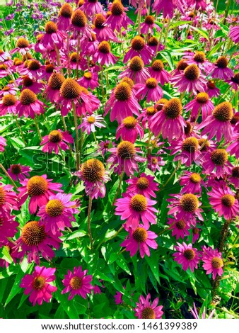 Large Group Of Pink Perennial Coneflowers