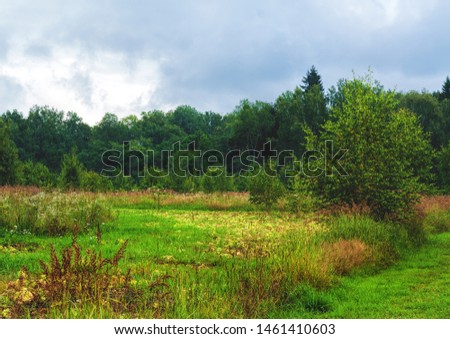 Colorful glade in front of a forest