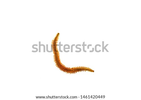 Close-up image of sea worm Nereis(Clam Worm) ,also named sand worm,on a white background