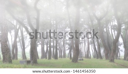 Beautiful pine forest in misty Korea