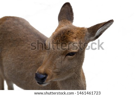 The little deer's face is looking for food on a white background