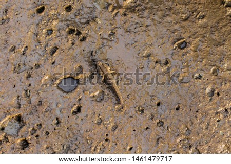 Mudskipper living on mudflats near the sea
