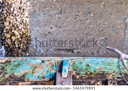 Mudskipper living on mudflats near the sea
