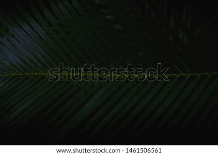Green leaf layout, dark tropical tone, creative, natural summer concept, Phuket Thailand.