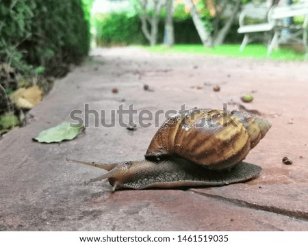 Snails are crawling on the ground of walkways.