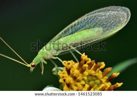 macro image of a Green Lacewing  Royalty-Free Stock Photo #1461523085