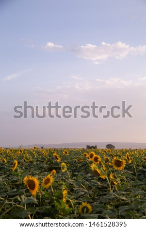 beautiful sunflowers field in Zaragoza Spain