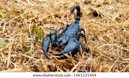 The picture of a black scorpion on the ground